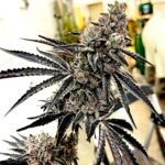 Roxanne Exotic Genetix