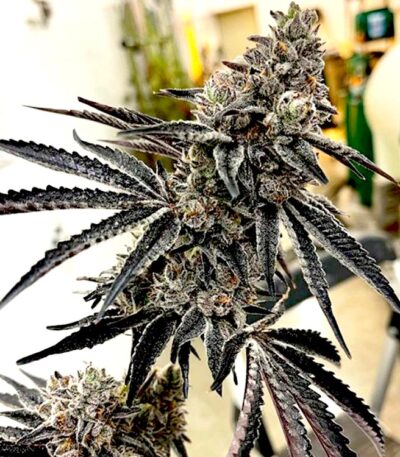 Roxanne Exotic Genetix