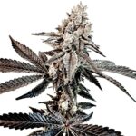 Slaphappy strain + Exotic Genetix