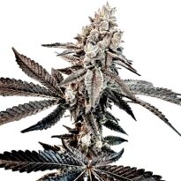 Slaphappy strain + Exotic Genetix