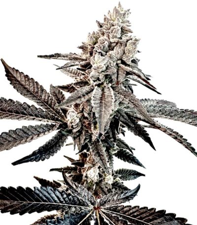 Slaphappy strain + Exotic Genetix