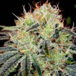 Thumbnail for Fat Bastard 88 89 90 5 seeds - Gelato Seeds