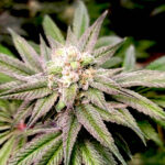 Five Alive seeds strain