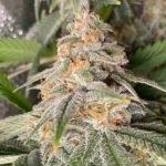 Thumbnail for Florida Sunrise Auto 89 90 88 5 seeds - Gelato Seeds