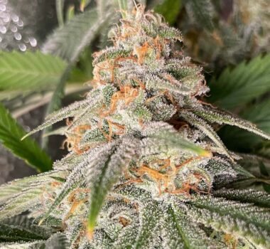 Florida Sunrise Autoflower seeds for sale