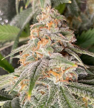 Florida Sunrise Autoflower seeds for sale