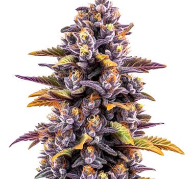 Forbidden Fruit marijuana seeds for sale