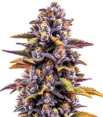 Forbidden Fruit marijuana seeds for sale