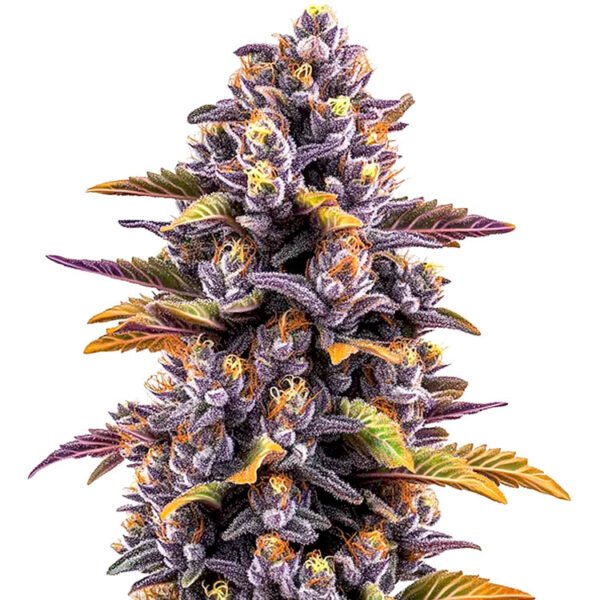 Forbidden Fruit marijuana seeds for sale