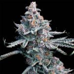 Thumbnail for Forbidden Runtz (Runtz of Eden) 95 6 seeds - Gelato Seeds