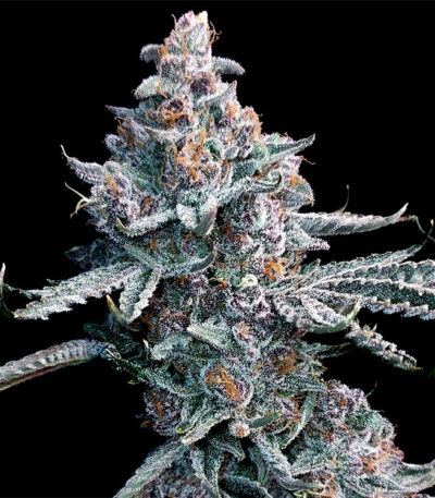 Thumbnail for Forbidden Runtz (Runtz of Eden) 95 6 seeds - Gelato Seeds