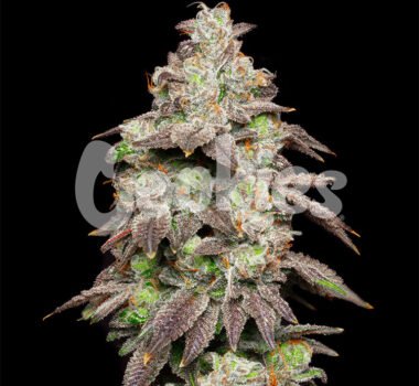 Fried Banana strain by Cookies Seed Bank