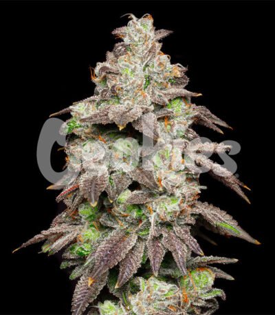 Fried Banana strain by Cookies Seed Bank