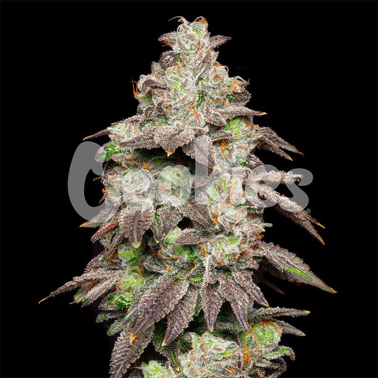 Fried Banana strain by Cookies Seed Bank