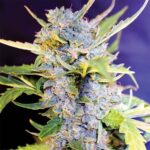 Fro Yo Autoflower seeds strain