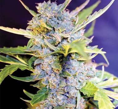 Fro Yo Autoflower seeds strain