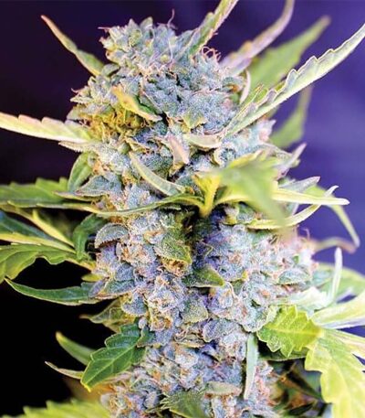 Fro Yo Autoflower seeds strain