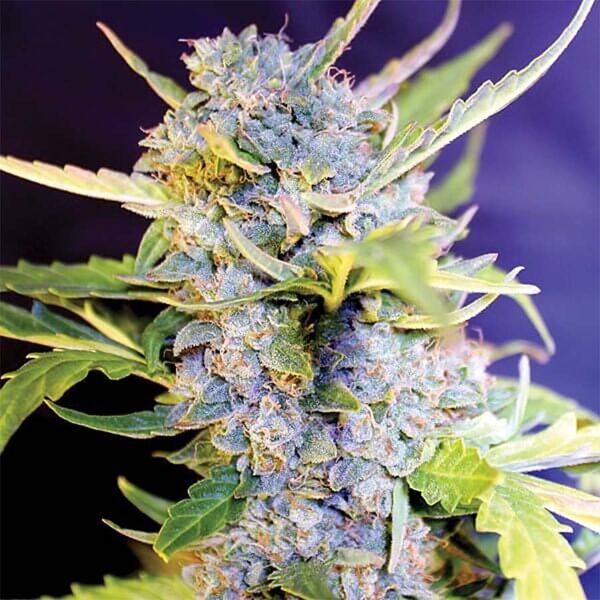Fro Yo Autoflower seeds strain