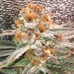 Thumbnail for Fruity Pebbles OG 88 89 90 5 seeds - Gelato Seeds