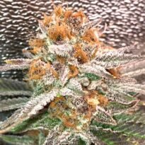 Fruity Pebbles seeds for sale (FPOG strain)