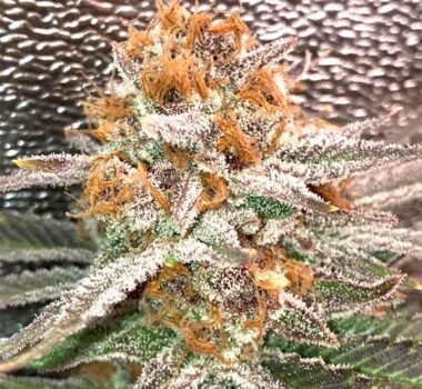 Fruity Pebbles seeds for sale (FPOG strain)