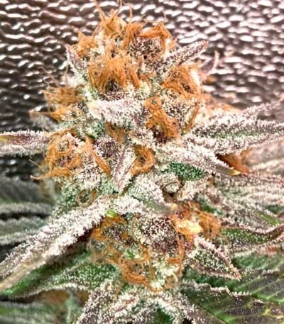 Fruity Pebbles seeds for sale (FPOG strain)