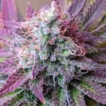 Thumbnail for Gary Payton 88 89 90 5 seeds - Gelato Seeds
