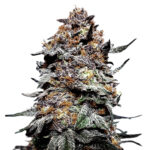 Grand Daddy Purple also known as GDP