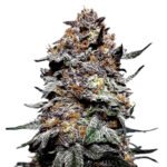 Grand Daddy Purple also known as GDP