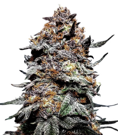 Grand Daddy Purple also known as GDP