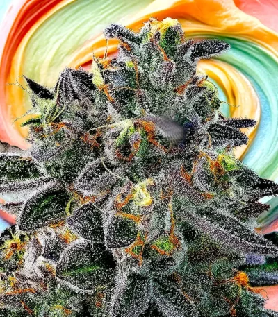 Image of Gelato 33 88 89 90 5 seeds - Gelato Seeds