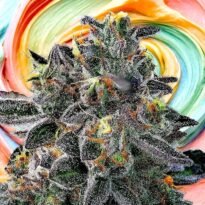 Image of Gelato 33 89 90 88 5 seeds - Gelato Seeds