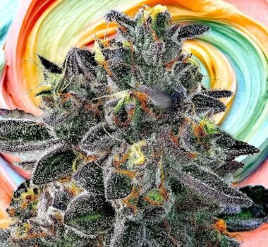 Image of Gelato 33 89 90 88 5 seeds - Gelato Seeds