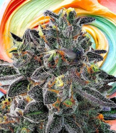 Image of Gelato 33 89 90 88 5 seeds - Gelato Seeds
