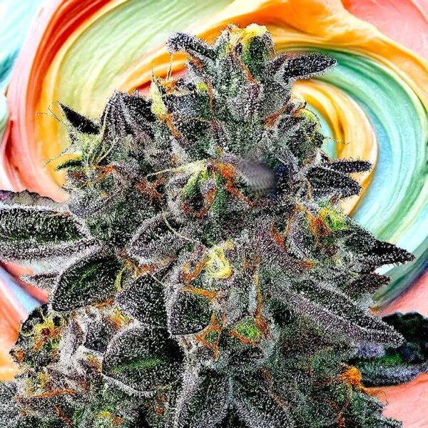 Image of Gelato 33 89 90 88 5 seeds - Gelato Seeds