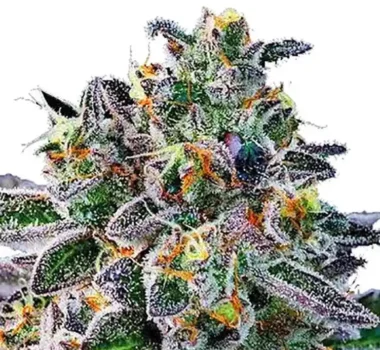 Gelato 33 strain: Gelato 33 feminized cannabis seeds for sale