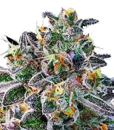 Gelato 33 strain: Gelato 33 feminized cannabis seeds for sale