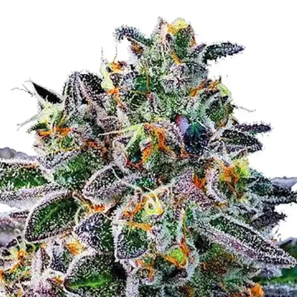 Gelato 33 strain: Gelato 33 feminized cannabis seeds for sale