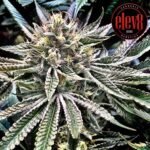Thumbnail for Gelatomo by Elev8 Seeds 95 6 seeds - Gelato Seeds