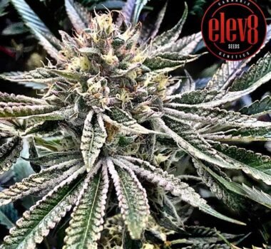 Gelatomo seeds strain from Elev8 Seeds