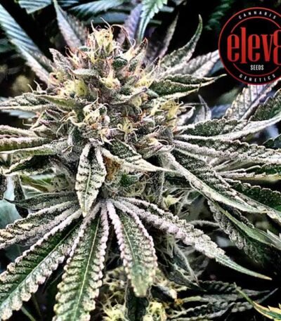 Gelatomo seeds strain from Elev8 Seeds