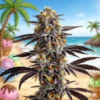Image of Gelato OG Auto 88 89 90 5 seeds - Gelato Seeds