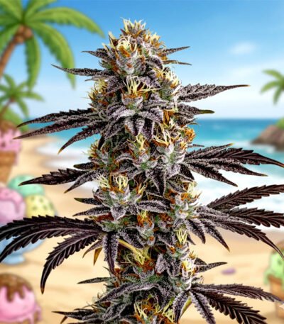 Image of Gelato OG Auto 88 89 90 5 seeds - Gelato Seeds