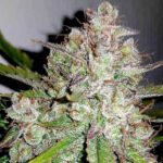 Gelato x Faceoff feminized cannabis seeds for sale