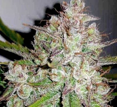 Gelato x Faceoff feminized cannabis seeds for sale