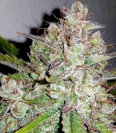 Gelato x Faceoff feminized cannabis seeds for sale