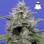 Ghost Autoflower cannabis seeds picture of plant