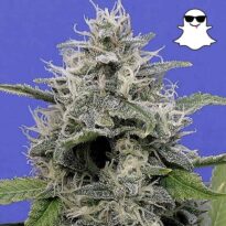 Ghost Autoflower cannabis seeds picture of plant