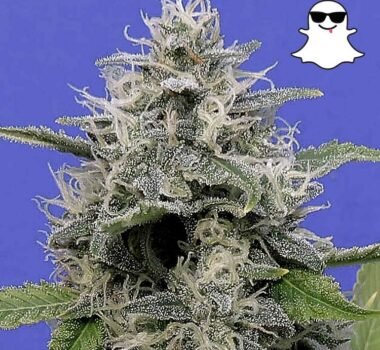 Ghost Autoflower