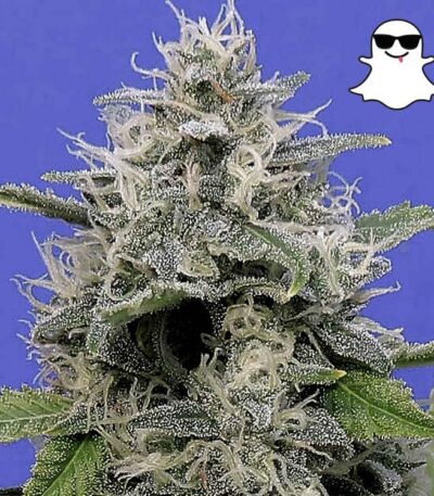 Ghost Autoflower cannabis seeds picture of plant